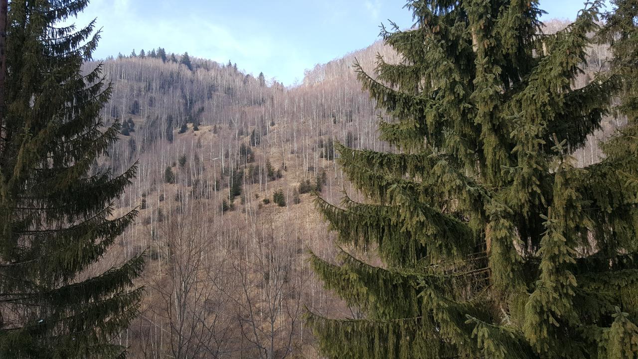 Cabana Cory Râușor Rîu de Mori Exterior foto
